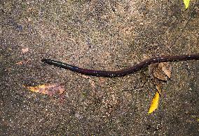 Lumbricina - Earthworm