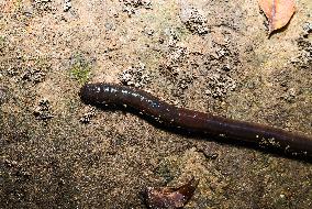 Lumbricina - Earthworm