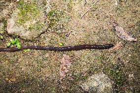 Lumbricina - Earthworm