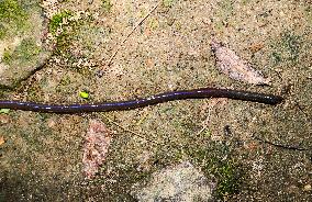 Lumbricina - Earthworm