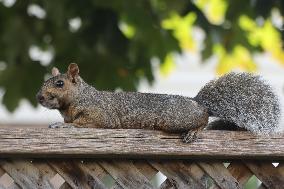 Eastern Gray Squirrel