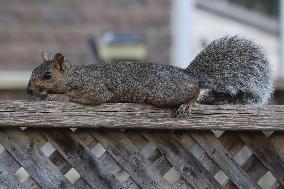 Eastern Gray Squirrel