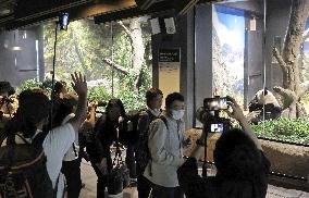 Giant panda in Japan before returning to China