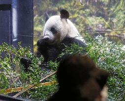 Giant panda in Japan before returning to China