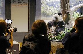 Giant panda in Japan before returning to China