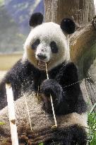 Giant panda in Japan before returning to China