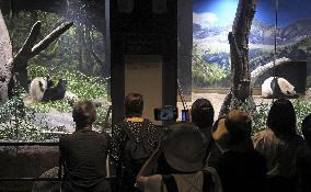 Giant panda in Japan before returning to China