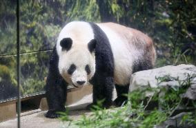 Giant panda in Japan before returning to China