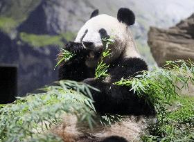 Giant panda in Japan before returning to China