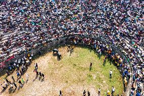 Bullfight in Congjiang