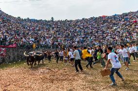 Bullfight in Congjiang