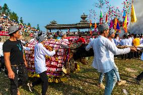 Bullfight in Congjiang