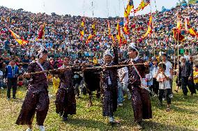 Bullfight in Congjiang