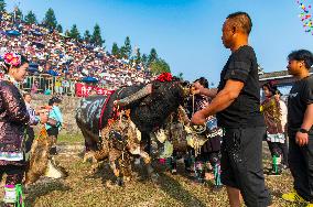 Bullfight in Congjiang