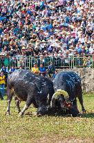 Bullfight in Congjiang