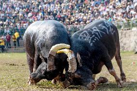 Bullfight in Congjiang