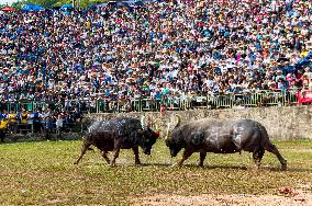 Bullfight in Congjiang