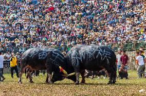 Bullfight in Congjiang