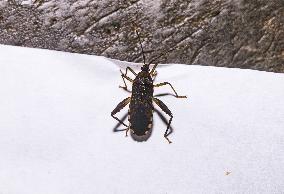 Cloresmus Modestus - Bamboo Bug - Animal India