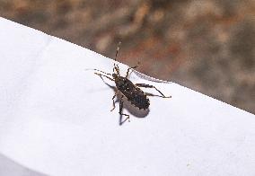 Cloresmus Modestus - Bamboo Bug - Animal India