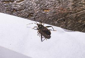 Cloresmus Modestus - Bamboo Bug - Animal India