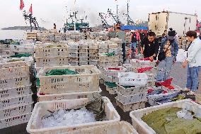 Seafood Supply at Jimiya Fishing Port in Qingdao