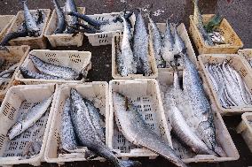 Seafood Supply at Jimiya Fishing Port in Qingdao