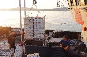 Seafood Supply at Jimiya Fishing Port in Qingdao