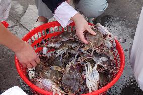 Seafood Supply at Jimiya Fishing Port in Qingdao