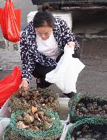 Seafood Supply at Jimiya Fishing Port in Qingdao