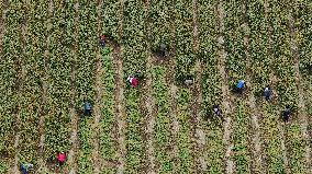 National Modern Agriculture Industrial Park in Zhangjiakou