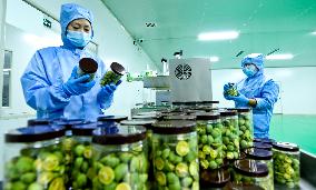 A Lyophilized Production Line For Fresh Fruits And Vegetables in Zhangye