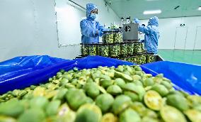 A Lyophilized Production Line For Fresh Fruits And Vegetables in Zhangye