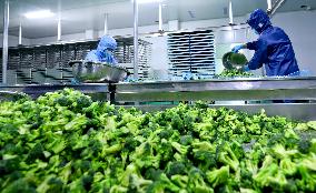 A Lyophilized Production Line For Fresh Fruits And Vegetables in Zhangye