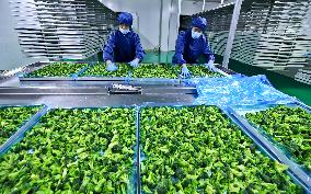 A Lyophilized Production Line For Fresh Fruits And Vegetables in Zhangye