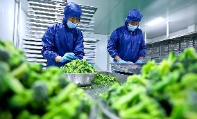 A Lyophilized Production Line For Fresh Fruits And Vegetables in Zhangye