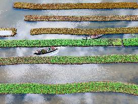 Traditional Floating Vegetables Garden In Bangladesh