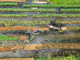 Traditional Floating Vegetables Garden In Bangladesh