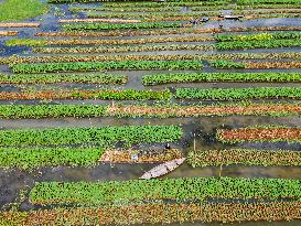 Traditional Floating Vegetables Garden In Bangladesh