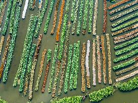 Traditional Floating Vegetables Garden In Bangladesh