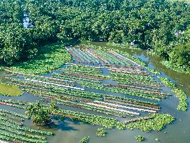 Traditional Floating Vegetables Garden In Bangladesh