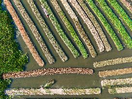 Traditional Floating Vegetables Garden In Bangladesh