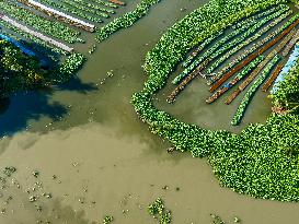 Traditional Floating Vegetables Garden In Bangladesh