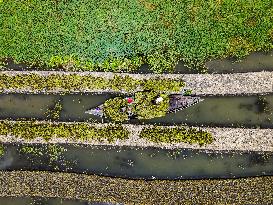 Traditional Floating Vegetables Garden In Bangladesh