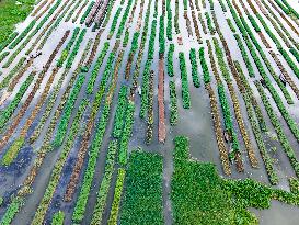 Traditional Floating Vegetables Garden In Bangladesh