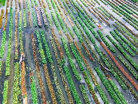 Traditional Floating Vegetables Garden In Bangladesh