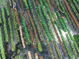 Traditional Floating Vegetables Garden In Bangladesh