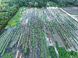 Traditional Floating Vegetables Garden In Bangladesh