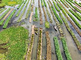 Traditional Floating Vegetables Garden In Bangladesh