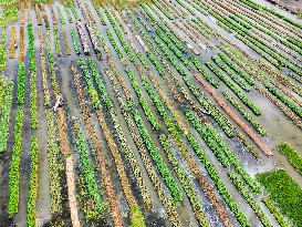 Traditional Floating Vegetables Garden In Bangladesh